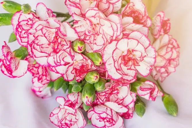 Events en Provence — photo 6