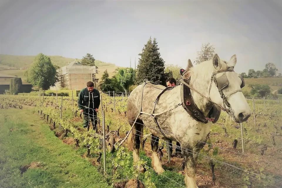 Domaine Joncy — photo 4