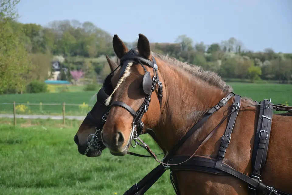 Ecurie du Bois de Mont — photo 2