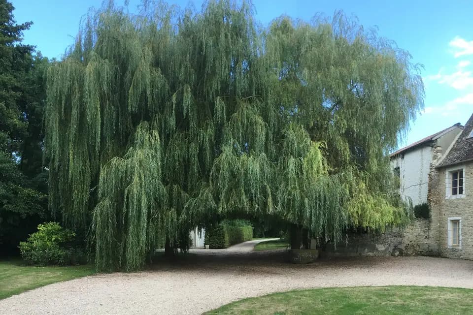 Coeur de Combray — photo 5