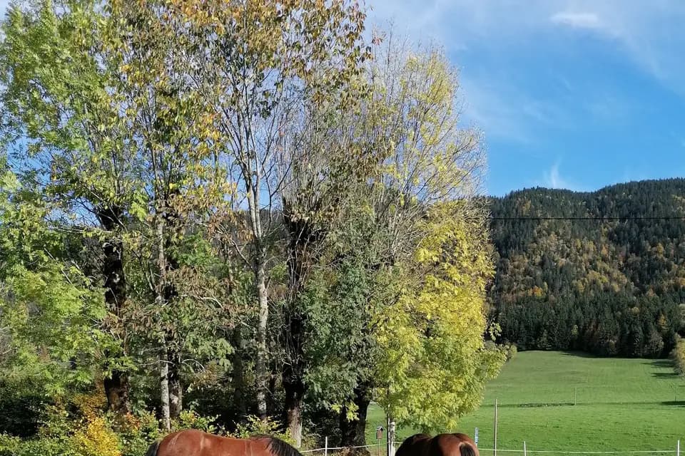 Calèche du Vercors — photo 6