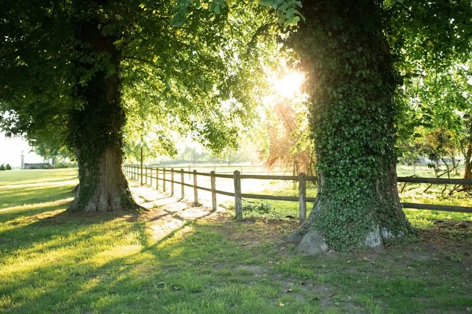 Château de Carsix — photo 8