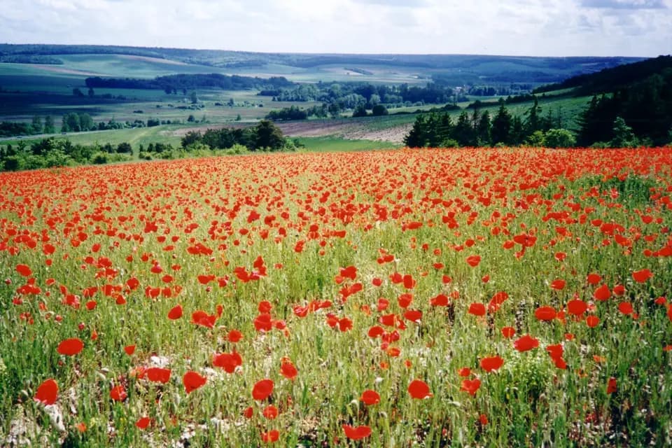 Ferme de la Renaissance — photo 1