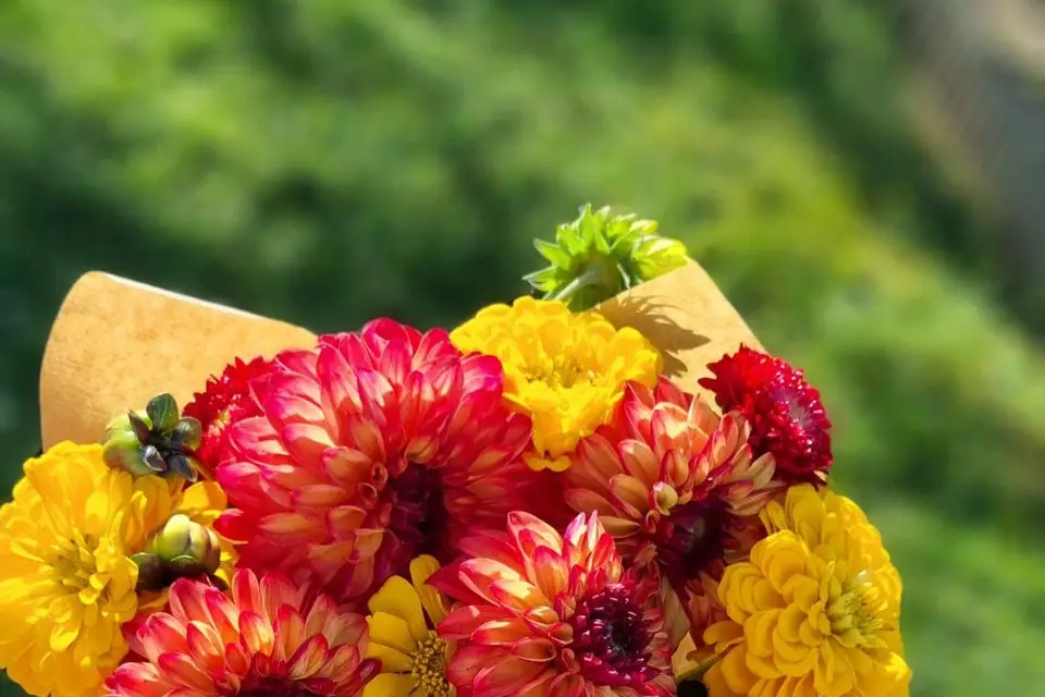 Le Jardin de Gaia — photo 3