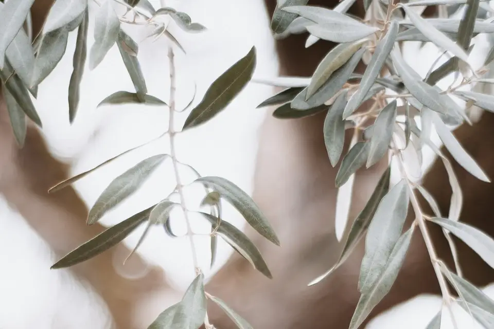 Songe Pastel — photo 1