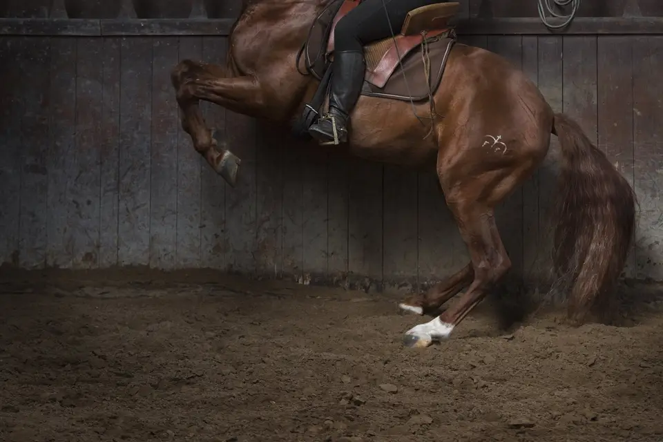 Ratner Katerina - Horse Events — photo 7