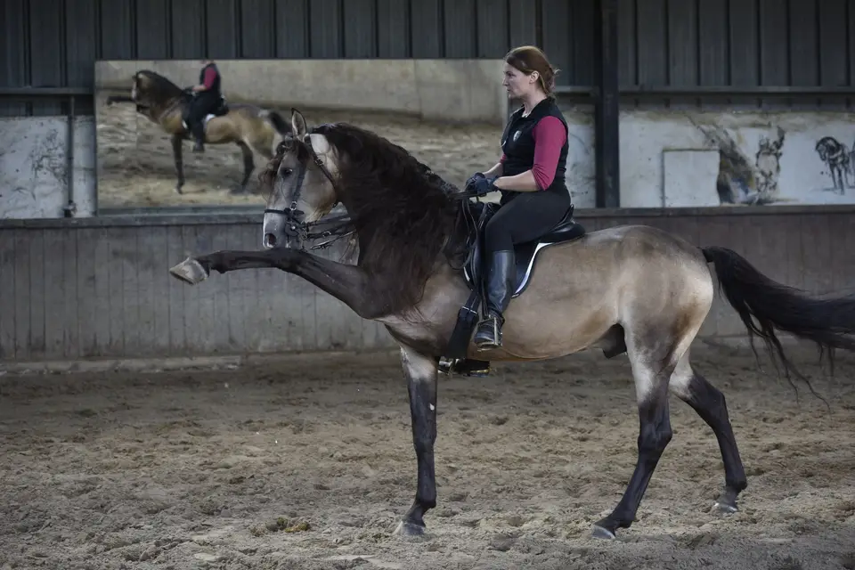 Ratner Katerina - Horse Events — photo 8