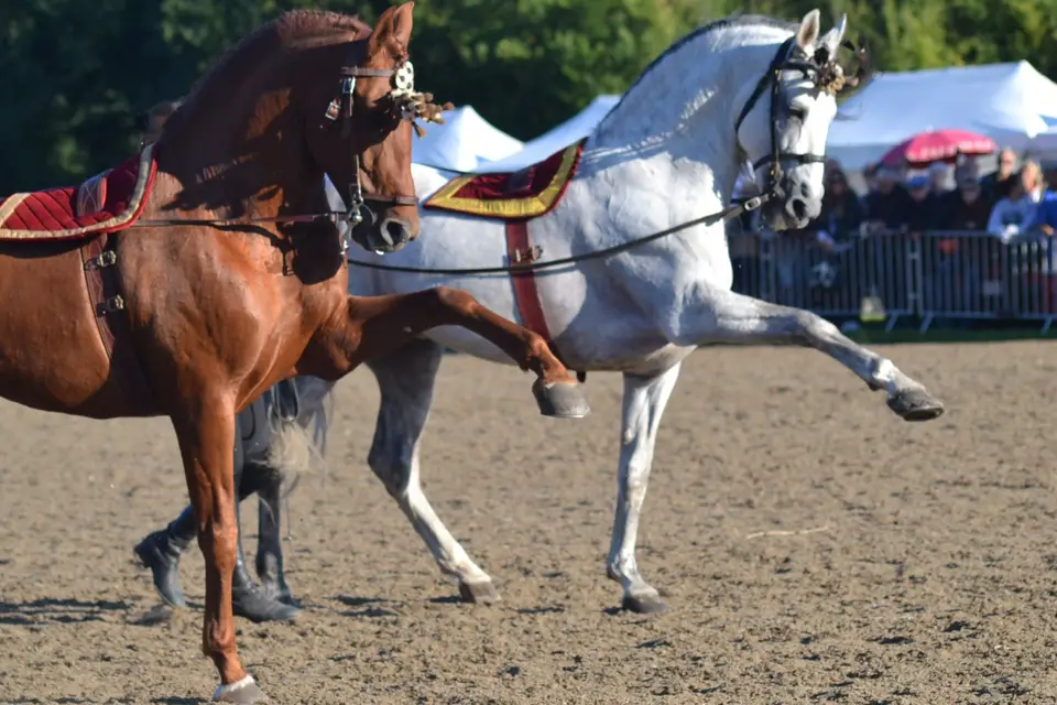 Ratner Katerina - Horse Events — photo 6