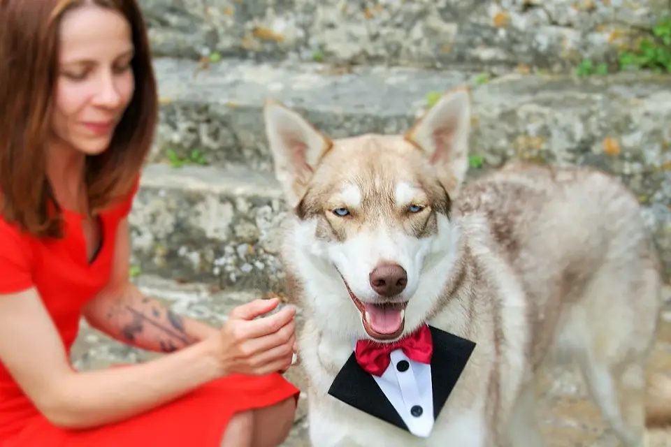 Le chien des mariés — photo 1