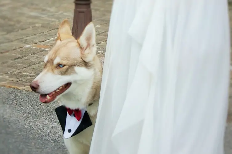 Le chien des mariés — photo 2