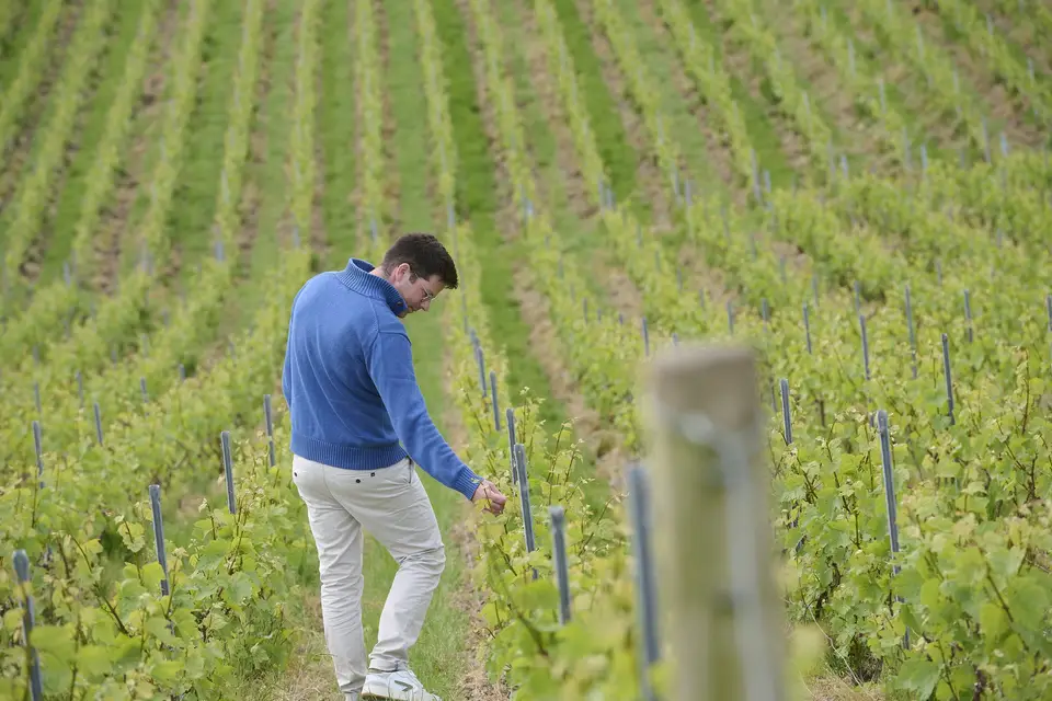 Champagne Charles Beaudouin — photo 3