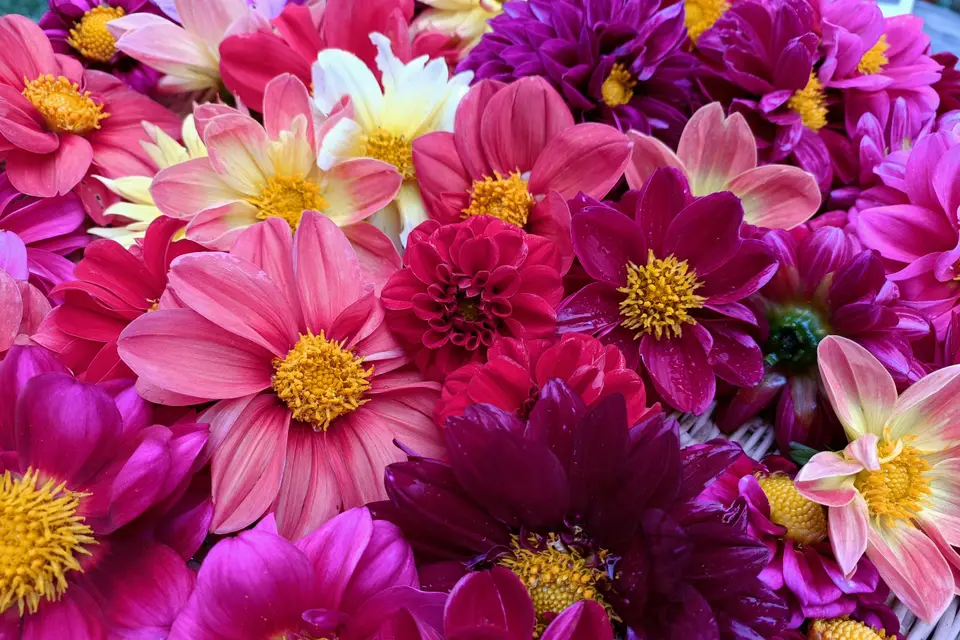 Rébecca Les Jolies Fleurs — photo 3