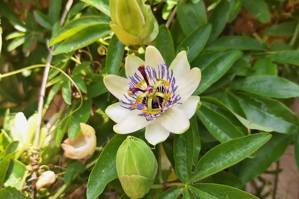 Domaine Des Deux Tours — photo 5