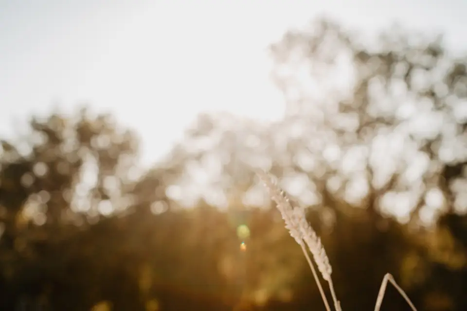 Sugar & Lemon — photo 7