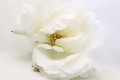 Blanc Organza — photo 2