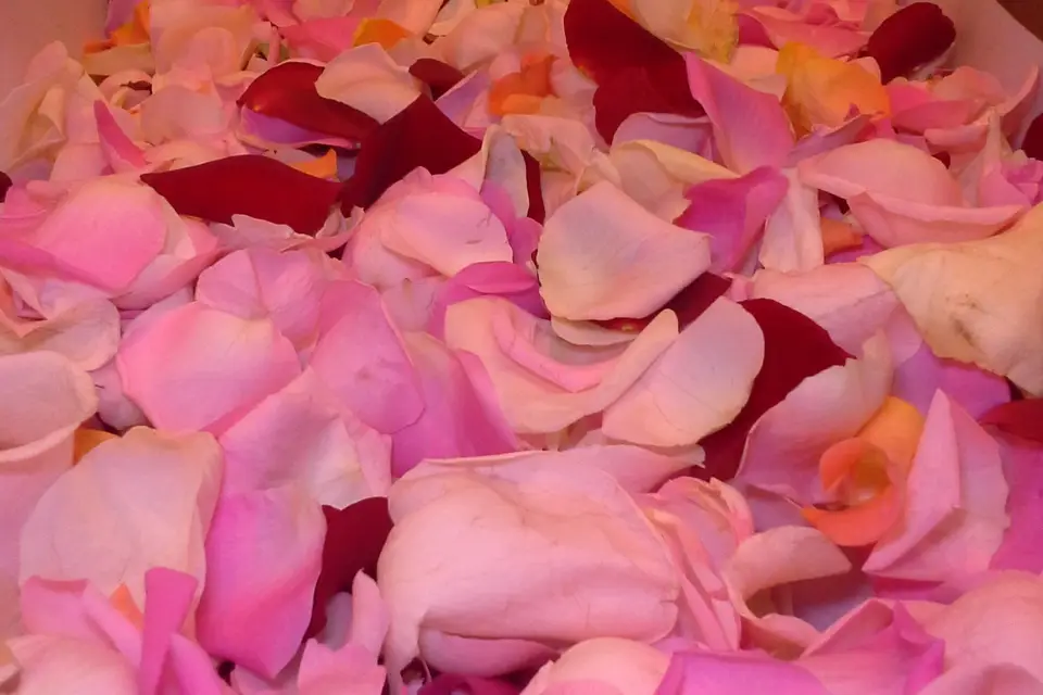 Rose de France Fleurs — photo 4