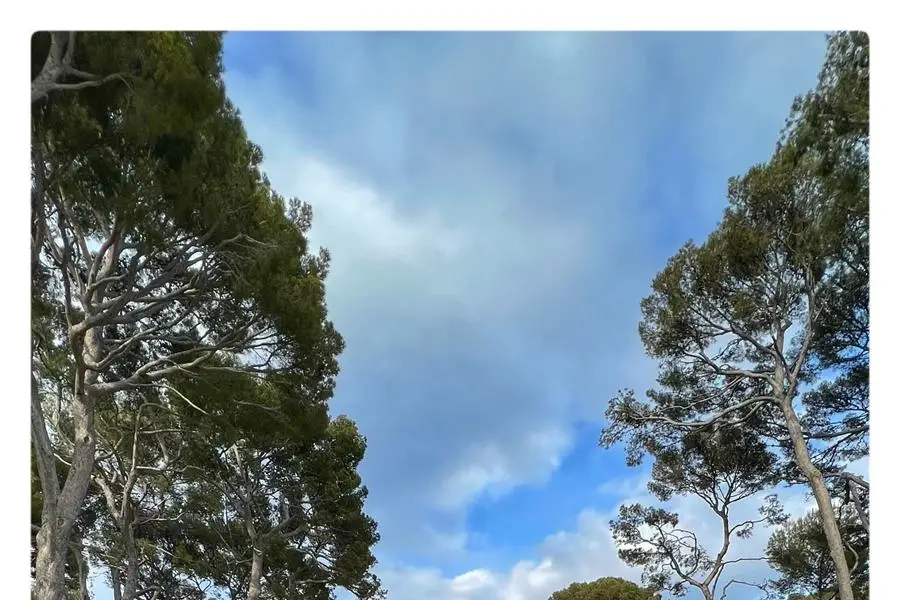 Bananapatata — photo 7