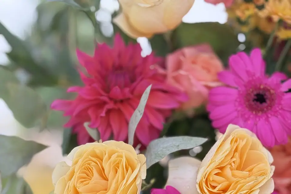 Eternel Dahlia — photo 5