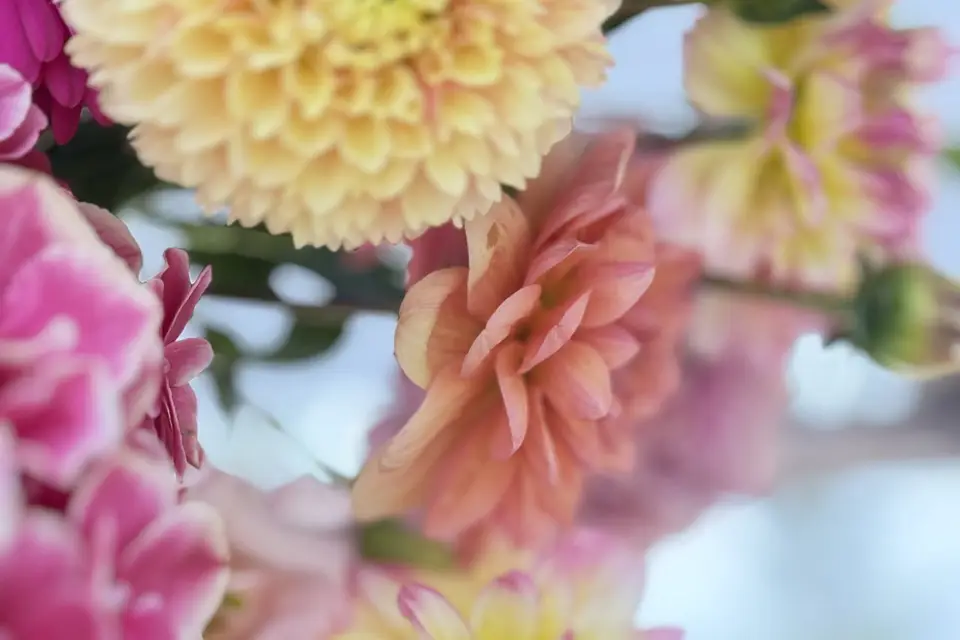 Eternel Dahlia — photo 6