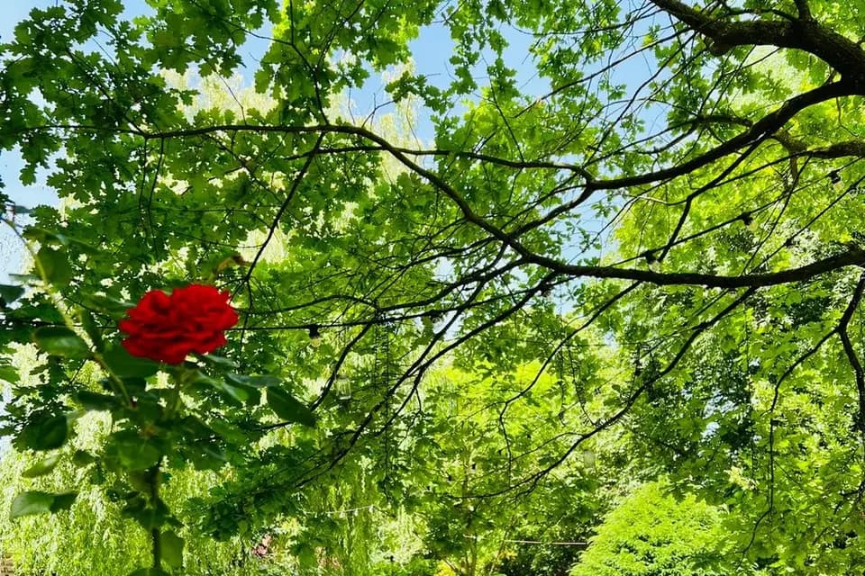 L’Île du Martin Pêcheur — photo 1