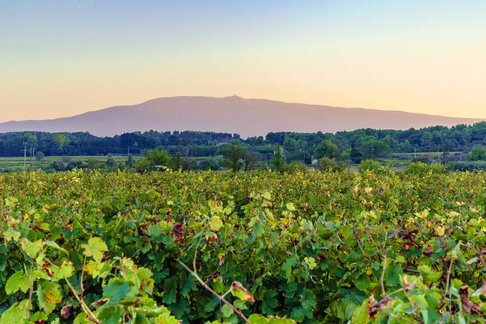 Domaine des Hauts Traversiers — photo 2