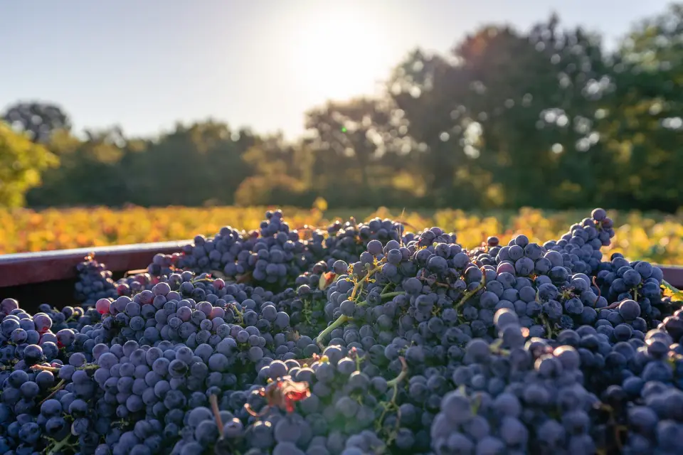 Domaine des Hauts Traversiers — photo 5