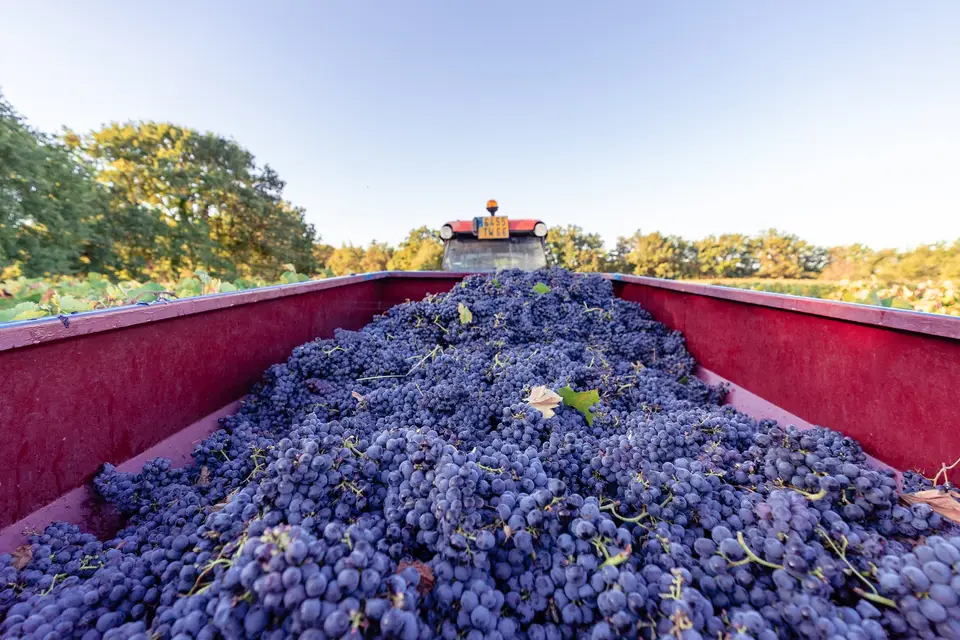 Domaine des Hauts Traversiers — photo 4