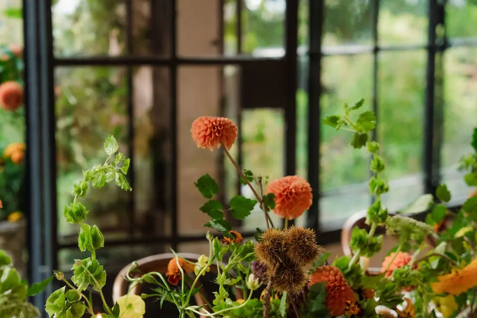 Les fougères brunes — photo 2