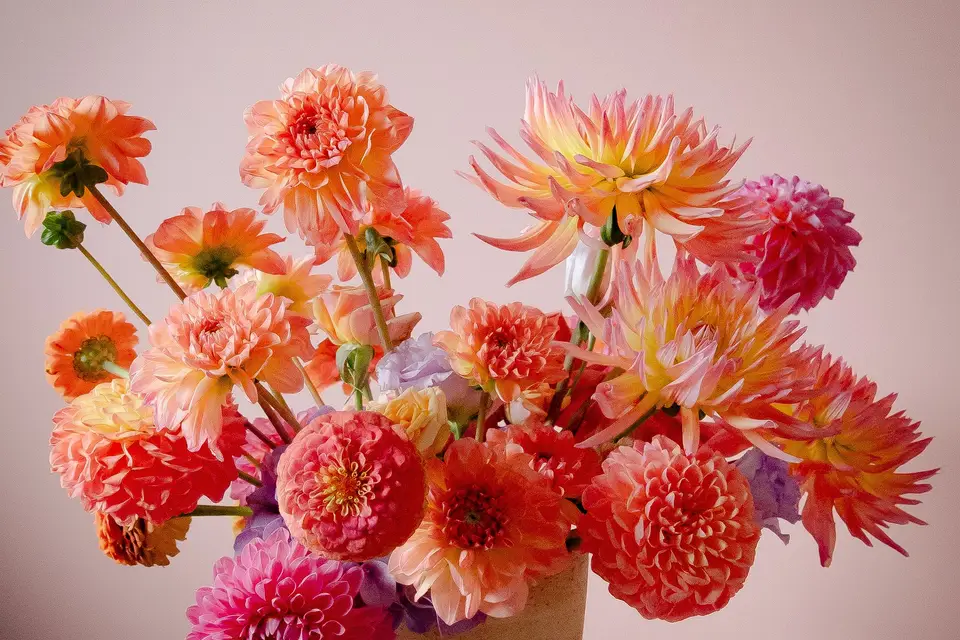 Les fougères brunes — photo 6