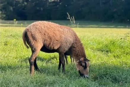 Pre-Jeantet — photo 5