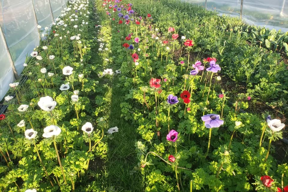 Ferme de Kerveurzin — photo 7