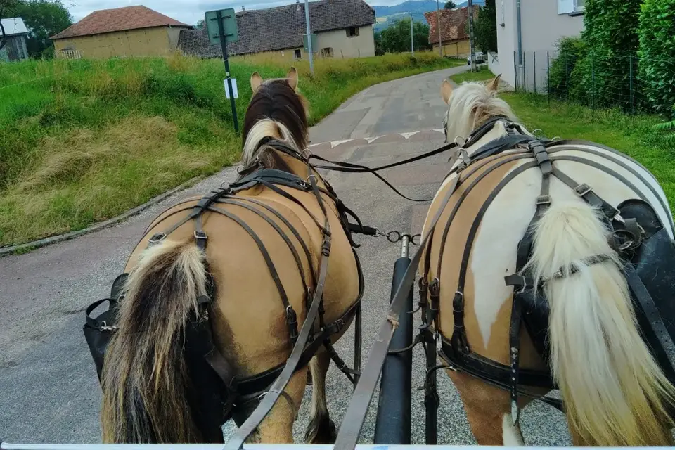 Les attelages de Loubezac — photo 4