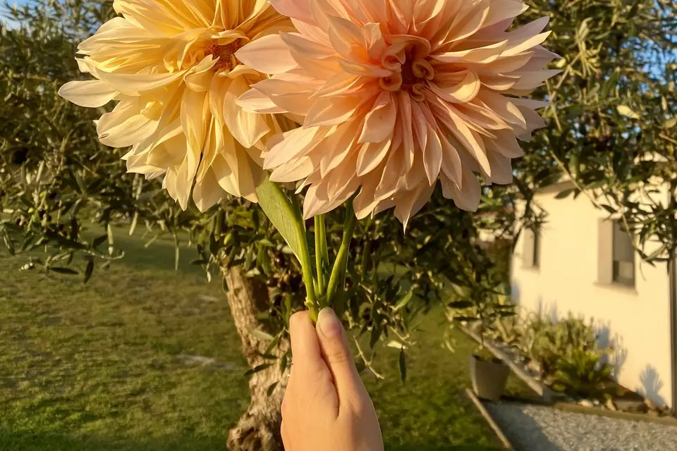 Centaurée — photo 6