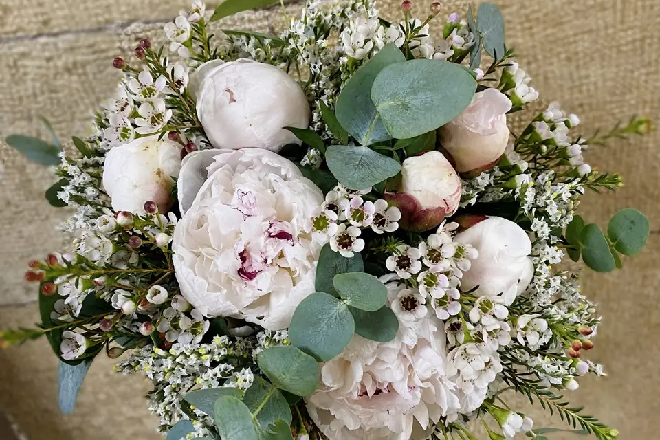 Centaurée — photo 1