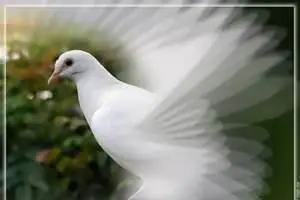 Les Mariages de Cathie — photo 8