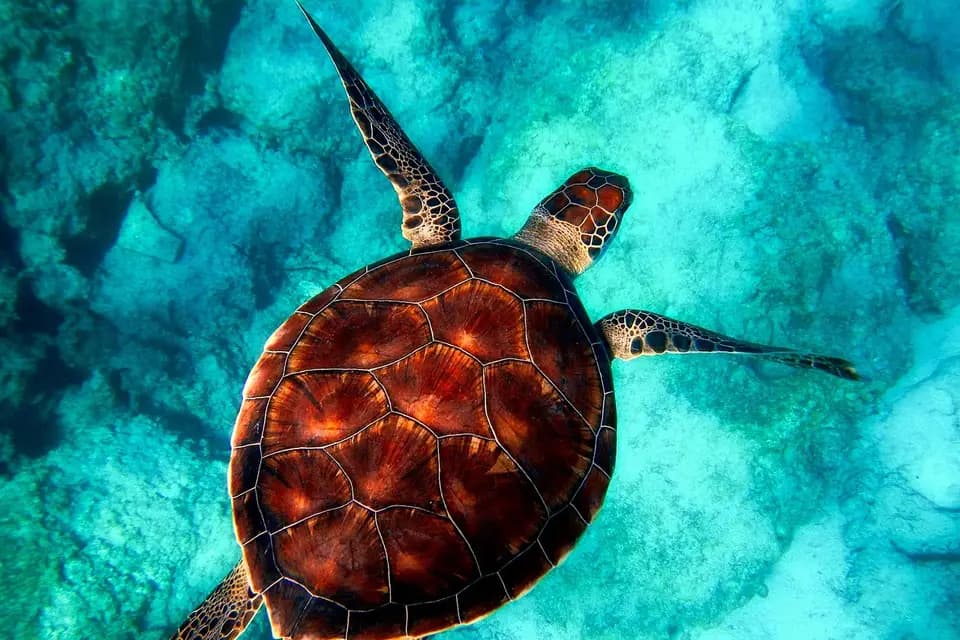 Wikidstravel — photo 4