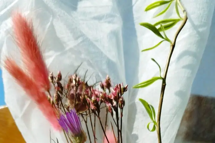 Mimosa et Cotinus — photo 1