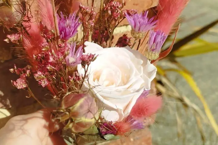 Mimosa et Cotinus — photo 4