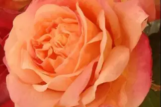 Le Tournesol Décoration — photo 5