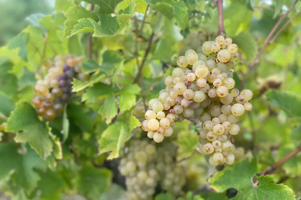 Vincent Mabille — photo 2