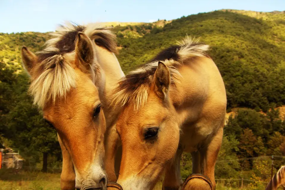 Les Calèches du Soleil — photo 8