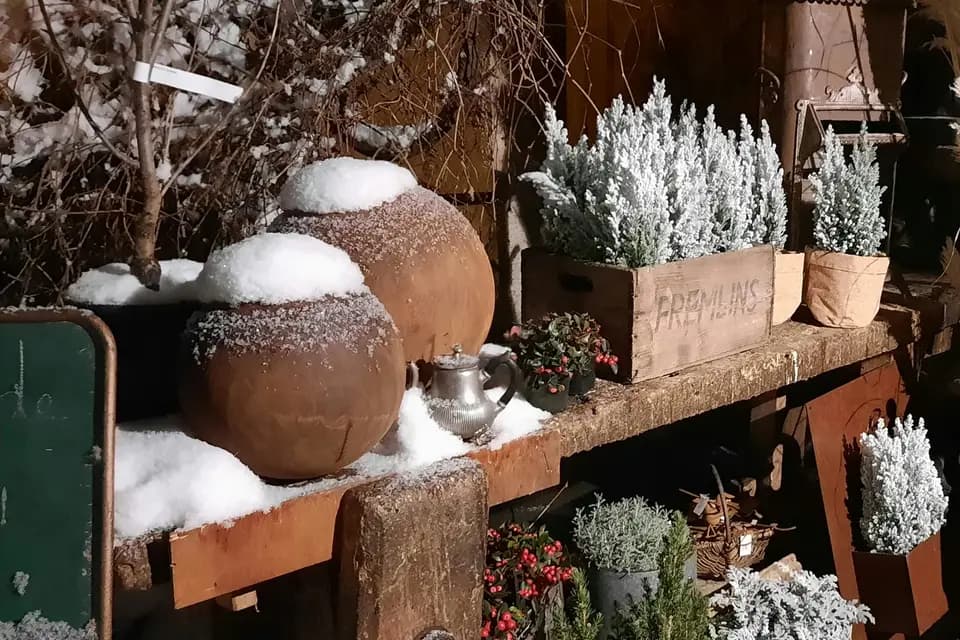 Les Lumineuses — photo 6