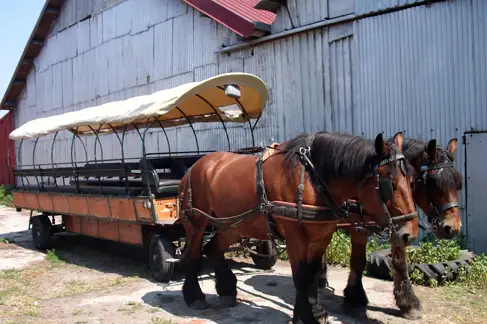 Ch'ti Attelages — photo 2