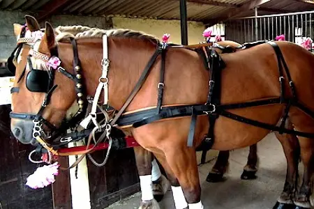 La Bride Champêtre — photo 3