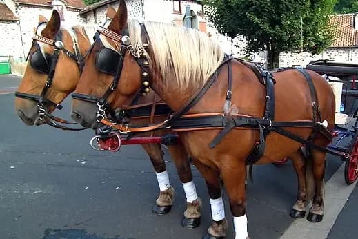 La Bride Champêtre — photo 7