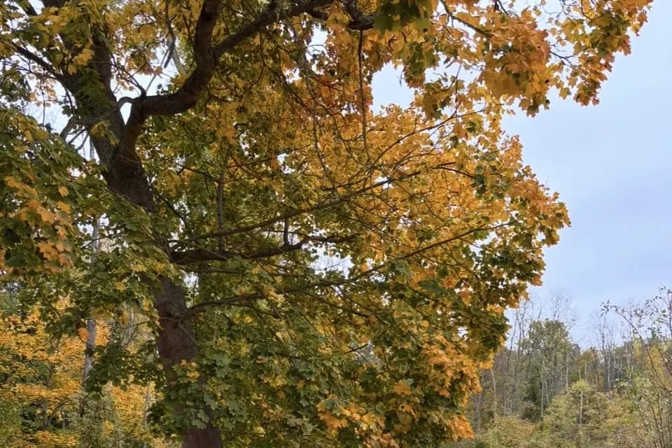 MB Transferts — photo 4