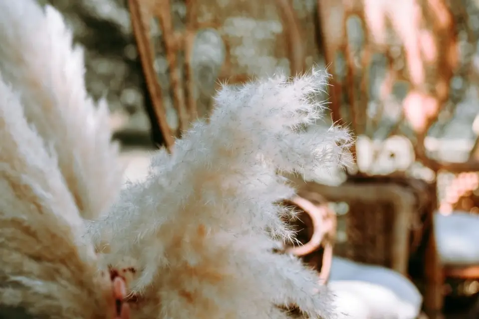 Douces Fleurs — photo 8