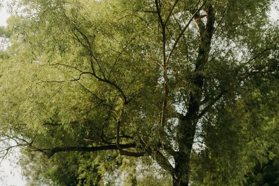 Palais d'Eden — photo 4