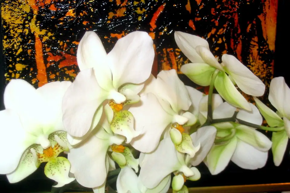 Cabinet Doryance Relooking — photo 4