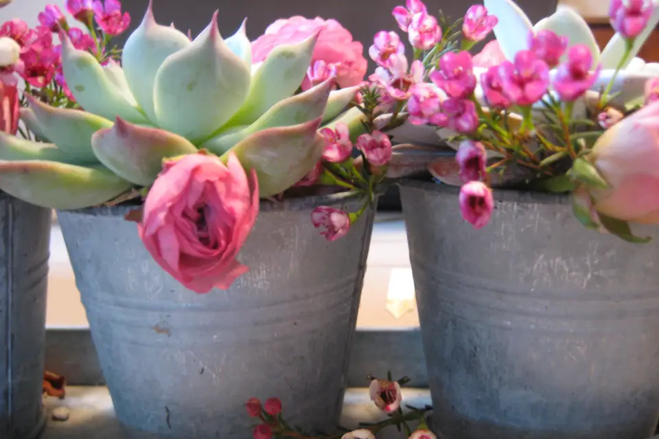 So'Succulentes — photo 7